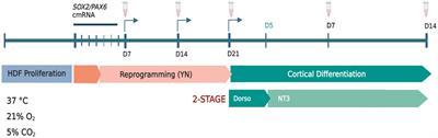 Directly reprogrammed fragile X syndrome dorsal forebrain precursor cells generate cortical neurons exhibiting impaired neuronal maturation